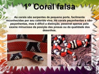 1º Coral falsa
As corais são serpentes de pequeno porte, facilmente
reconhecidas por seu colorido vivo. Há corais peçonhentas e nãopeçonhentas, mas é difícil a distinção, possível apenas pelo
exame minucioso da posição das presas ou da qualidade dos
desenhos.

 