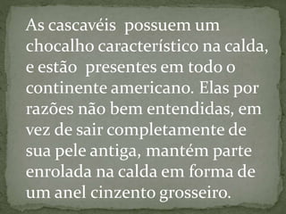 As cascavéis possuem um
chocalho característico na calda,
e estão presentes em todo o
continente americano. Elas por
razões não bem entendidas, em
vez de sair completamente de
sua pele antiga, mantém parte
enrolada na calda em forma de
um anel cinzento grosseiro.
 