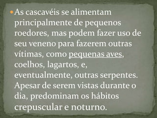 As cascavéis se alimentam
principalmente de pequenos
roedores, mas podem fazer uso de
seu veneno para fazerem outras
vítimas, como pequenas aves,
coelhos, lagartos, e,
eventualmente, outras serpentes.
Apesar de serem vistas durante o
dia, predominam os hábitos
crepuscular e noturno.
 