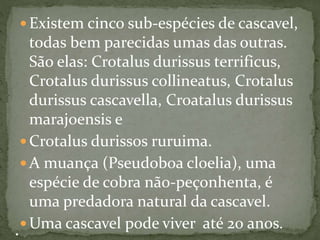  Existem cinco sub-espécies de cascavel,
todas bem parecidas umas das outras.
São elas: Crotalus durissus terrificus,
Crotalus durissus collineatus, Crotalus
durissus cascavella, Croatalus durissus
marajoensis e
 Crotalus durissos ruruima.
 A muança (Pseudoboa cloelia), uma
espécie de cobra não-peçonhenta, é
uma predadora natural da cascavel.
 Uma cascavel pode viver até 20 anos.
 