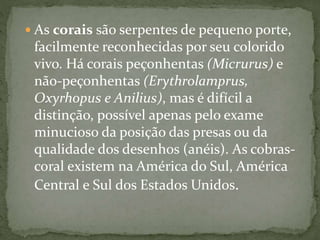  As corais são serpentes de pequeno porte,
facilmente reconhecidas por seu colorido
vivo. Há corais peçonhentas (Micrurus) e
não-peçonhentas (Erythrolamprus,
Oxyrhopus e Anilius), mas é difícil a
distinção, possível apenas pelo exame
minucioso da posição das presas ou da
qualidade dos desenhos (anéis). As cobras-
coral existem na América do Sul, América
Central e Sul dos Estados Unidos.
 