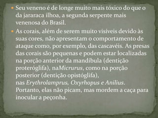  Seu veneno é de longe muito mais tóxico do que o
da jararaca ilhoa, a segunda serpente mais
venenosa do Brasil.
 As corais, além de serem muito visíveis devido às
suas cores, não apresentam o comportamento de
ataque como, por exemplo, das cascavéis. As presas
das corais são pequenas e podem estar localizadas
na porção anterior da mandíbula (dentição
proteróglifa), naMicrurus, como na porção
posterior (dentição opistóglifa),
nas Erythrolamprus, Oxyrhopus e Anilius.
Portanto, elas não picam, mas mordem a caça para
inocular a peçonha.
 