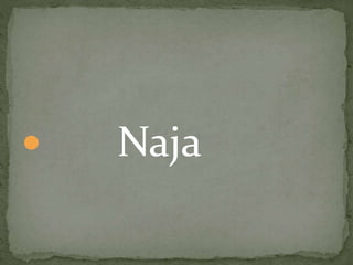 Naja
 