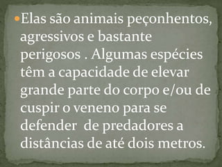 Elas são animais peçonhentos,
agressivos e bastante
perigosos . Algumas espécies
têm a capacidade de elevar
grande parte do corpo e/ou de
cuspir o veneno para se
defender de predadores a
distâncias de até dois metros.
 