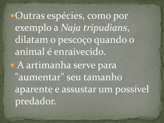Outras espécies, como por
exemplo a Naja tripudians,
dilatam o pescoço quando o
animal é enraivecido.
 A artimanha serve para
"aumentar" seu tamanho
aparente e assustar um possível
predador.
 