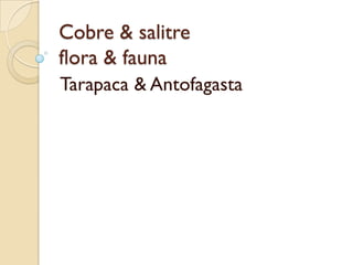 Cobre & salitre
flora & fauna
Tarapaca & Antofagasta
 
