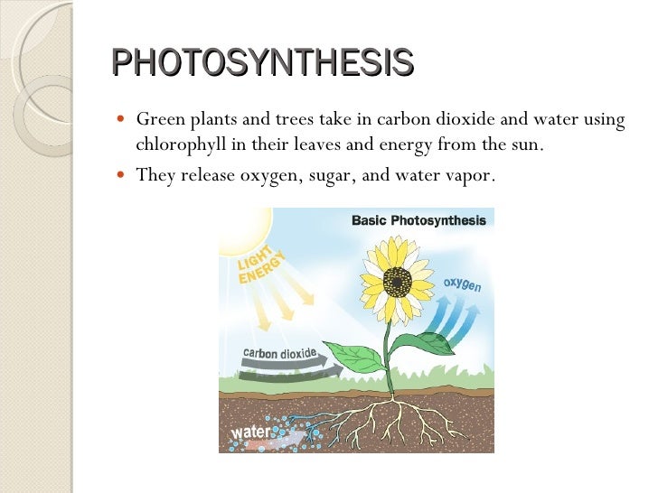 CarbonOxygen Cycle