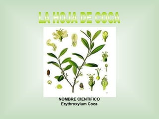 LA HOJA DE COCA NOMBRE CIENTIFICO Erythroxylum Coca 