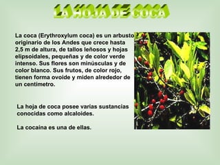 LA HOJA DE COCA La hoja de coca posee varias sustancias conocidas como alcaloides. La cocaína es una de ellas. La coca (Erythroxylum coca) es un arbusto originario de los Andes que crece hasta 2,5 m de altura, de tallos leñosos y hojas elipsoidales, pequeñas y de color verde intenso. Sus flores son minúsculas y de color blanco. Sus frutos, de color rojo, tienen forma ovoide y miden alrededor de un centímetro. 