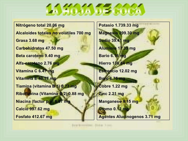 La hoja de coca La hoja de coca