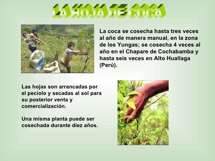 La hoja de coca La hoja de coca