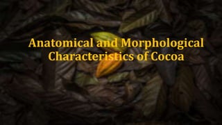 Anatomical and Morphological
Characteristics of Cocoa
 