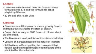 3. Leaves:
• Leaves on main stem and branches have orthotrop
formula leaves 3 / 8 and the formula has cabag
plagiotrop ½ leaves.
• 30 cm long and 7.5 cm wide
4. Interest
• Flowers are cauliflorous cocoa means growing flowers
and fruit grow attached to the stem or branch.
• Cocoa plant as many as 6000 flowers to bloom, about
5% of the fruit.
• The flowers are small, reddish-white color and odorless.
• Consists of 2 groups based on the nature of interest:
• Self-fertile or self-compatible, the cocoa plant that
flowers can be fertilized by pollen from flowers of the
plant itself or the self-sterile.
 