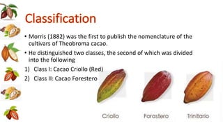 • Morris (1882) was the first to publish the nomenclature of the
cultivars of Theobroma cacao.
• He distinguished two classes, the second of which was divided
into the following
1) Class I: Cacao Criollo (Red)
2) Class II: Cacao Forestero
 