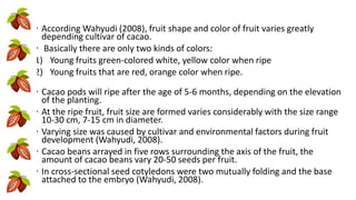 • According Wahyudi (2008), fruit shape and color of fruit varies greatly
depending cultivar of cacao.
• Basically there are only two kinds of colors:
1) Young fruits green-colored white, yellow color when ripe
2) Young fruits that are red, orange color when ripe.
• Cacao pods will ripe after the age of 5-6 months, depending on the elevation
of the planting.
• At the ripe fruit, fruit size are formed varies considerably with the size range
10-30 cm, 7-15 cm in diameter.
• Varying size was caused by cultivar and environmental factors during fruit
development (Wahyudi, 2008).
• Cacao beans arrayed in five rows surrounding the axis of the fruit, the
amount of cacao beans vary 20-50 seeds per fruit.
• In cross-sectional seed cotyledons were two mutually folding and the base
attached to the embryo (Wahyudi, 2008).
 