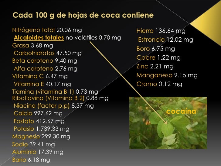 Erythroxylum coca