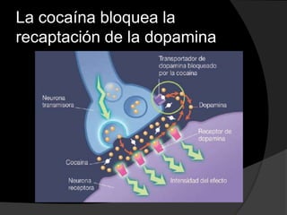 La cocaína bloquea la
recaptación de la dopamina
 
