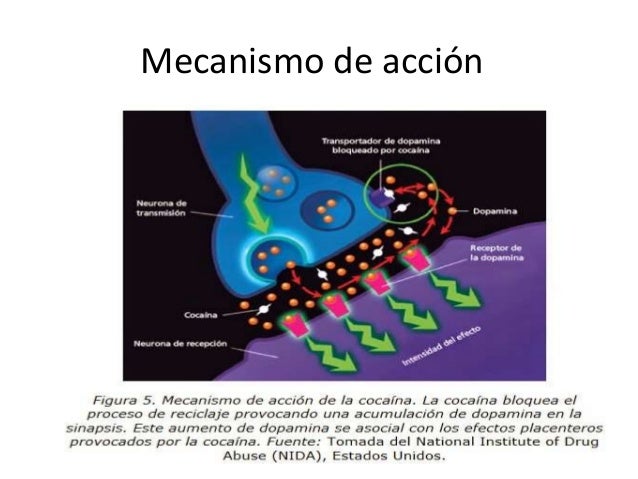 Mecanismo De Acción De La Cocaína www.slideshare.net