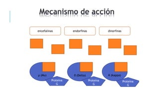 encefalinas endorfinas dinorfinas
µ (Mu) δ (Delta) Κ (kappa)
Proteína
G
Proteína
G
Proteína
G
 