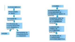 Euforia y adiccion
Mayor estado
de alerta
Sensacion de
bienestar
Interferencia de
cocaína con el SNC
entre dopamina y
serotonina
adicción
Agotamiento de
dopamina/disfor
a y depresion
COCAINA
DISMINUCION DE
PERMEABILIDAD DE
MEMBRANA AL SODIO EN
NERVIOS
DISMINUYE TASA DE
DESPOLARIZACION
DE LA MEMBRANA
CELULAR
AUMENTO DEL
UMBRAL DE
EXCITABILIDAD
ELECTRICA
BLOQUEO DE LA
CONDUCCION
NERVIOSA/ANESTESIA
 