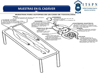 INSTITUTO TECNOLÓGICO SUPERIOR “ POLICÍA NACIONAL”
MUESTRAS EN EL CADÁVER
 