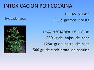 INTOXICACION POR COCAINA HOJAS  SECAS:   5-12  gramos  por Kg  UNA  HECTAREA  DE  COCA:  250 kg de  hojas  de  coca  1250  gr de  pasta  de  coca 500 gr  de clorhidrato  de cocaina Erytroxylon coca 