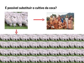 É possível substituir o cultivo da coca? 