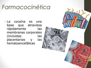 Farmacocinética
• La cocaína es una
base que atraviesa
rápidamente las
membranas corporales
(incluidas las
placentarias y las
hematoencefálicas
 