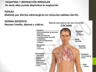 •TAQUIPNEA Y RESPIRACIÓN IRREGULAR
•En dosis altas puede deprimirse la respiración
PUPILAS:
Midriasis por efectos adrenergicos en músculos radiales del irirs
SISTEMA DIGESTIVO
Nausea Vomito, diarrea y colicos
 