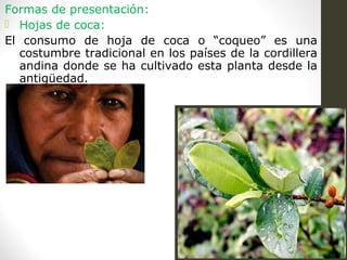 Formas de presentación:
 Hojas de coca:
El consumo de hoja de coca o “coqueo” es una
costumbre tradicional en los países de la cordillera
andina donde se ha cultivado esta planta desde la
antigüedad.
 