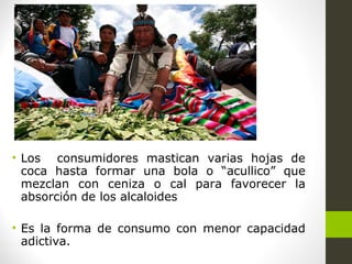 • Los consumidores mastican varias hojas de
coca hasta formar una bola o “acullico” que
mezclan con ceniza o cal para favorecer la
absorción de los alcaloides
• Es la forma de consumo con menor capacidad
adictiva.
 