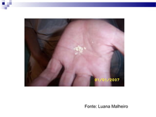 Fonte: Luana Malheiro
 