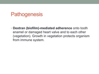 Pathogenesis

• Dextran (biofilm)-mediated adherence onto tooth
 enamel or damaged heart valve and to each other
 (vegetation). Growth in vegetation protects organism
 from immune system.
 