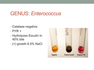 GENUS: Enterococcus

• Catalase negative
• PYR +
• Hydrolyzes Esculin in
  40% bile
• (+) growth 6.5% NaCl
 