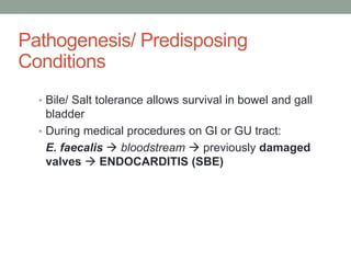 Pathogenesis/ Predisposing
Conditions
  • Bile/ Salt tolerance allows survival in bowel and gall
    bladder
  • During medical procedures on GI or GU tract:
    E. faecalis  bloodstream  previously damaged
    valves  ENDOCARDITIS (SBE)
 