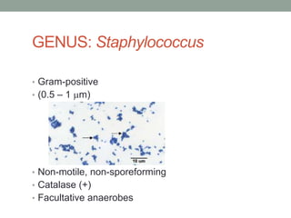 GENUS: Staphylococcus

• Gram-positive
• (0.5 – 1 m)




• Non-motile, non-sporeforming
• Catalase (+)
• Facultative anaerobes
 