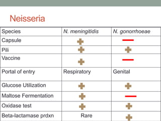 Neisseria
Species                N. meningitidis   N. gonorrhoeae
Capsule
Pili
Vaccine

Portal of entry        Respiratory       Genital

Glucose Utilization
Maltose Fermentation
Oxidase test
Beta-lactamase prdxn          Rare
 