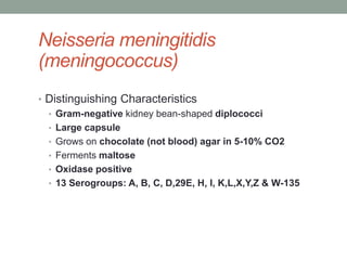 Neisseria meningitidis
(meningococcus)
• Distinguishing Characteristics
  • Gram-negative kidney bean-shaped diplococci
  • Large capsule
  • Grows on chocolate (not blood) agar in 5-10% CO2
  • Ferments maltose
  • Oxidase positive
  • 13 Serogroups: A, B, C, D,29E, H, I, K,L,X,Y,Z & W-135
 