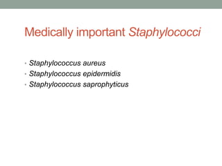 Medically important Staphylococci

• Staphylococcus aureus
• Staphylococcus epidermidis
• Staphylococcus saprophyticus
 