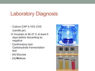 Laboratory Diagnosis

• Culture CAP 5-10% CO2
  (candle jar)
 Incubate at 36-37 C at least 5
  days before discarding as
  negative
• Confirmatory test:
  Carbohydrate Fermentation
  test
• (+) Glucose
• (+) Maltose
 