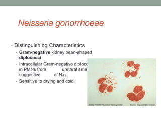Neisseria gonorrhoeae

• Distinguishing Characteristics
  • Gram-negative kidney bean-shaped
    diplococci
  • Intracellular Gram-negative diplococci
    in PMNs from          urethral smear is
    suggestive        of N.g.
  • Sensitive to drying and cold
 