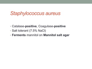 Staphylococcus aureus

• Catalase-positive, Coagulase-positive
• Salt tolerant (7.5% NaCl)
• Ferments mannitol on Mannitol salt agar
 