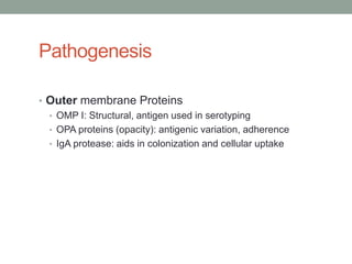 Pathogenesis

• Outer membrane Proteins
  • OMP I: Structural, antigen used in serotyping
  • OPA proteins (opacity): antigenic variation, adherence
  • IgA protease: aids in colonization and cellular uptake
 