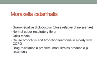 Moraxella catarrhalis

• Gram-negative diplococcus (close relative of neisseriae)
• Normal upper respiratory flora
• Otitis media
• Cause bronchitis and bronchopneumonia in elderly with
  COPD
• Drug resistance a problem; most strains produce a β
  lactamase
 
