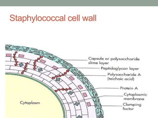 Staphylococcal cell wall
 