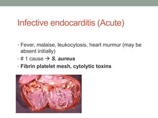 Infective endocarditis (Acute)

• Fever, malaise, leukocytosis, heart murmur (may be
  absent initially)
• # 1 cause  S. aureus
• Fibrin platelet mesh, cytolytic toxins
 