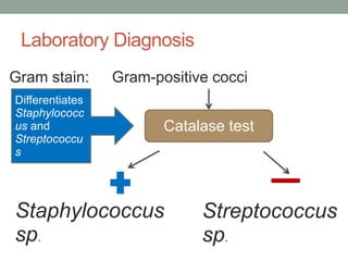 Laboratory Diagnosis
Gram stain:      Gram-positive cocci
Differentiates
Staphylococc
us and                  Catalase test
Streptococcu
s




Staphylococcus               Streptococcus
sp.                          sp.
 