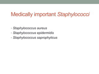 Medically important Staphylococci

• Staphylococcus aureus
• Staphylococcus epidermidis
• Staphylococcus saprophyticus
 