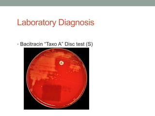 Laboratory Diagnosis

• Bacitracin “Taxo A” Disc test (S)
 