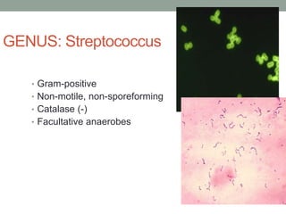 GENUS: Streptococcus

   • Gram-positive
   • Non-motile, non-sporeforming
   • Catalase (-)
   • Facultative anaerobes
 